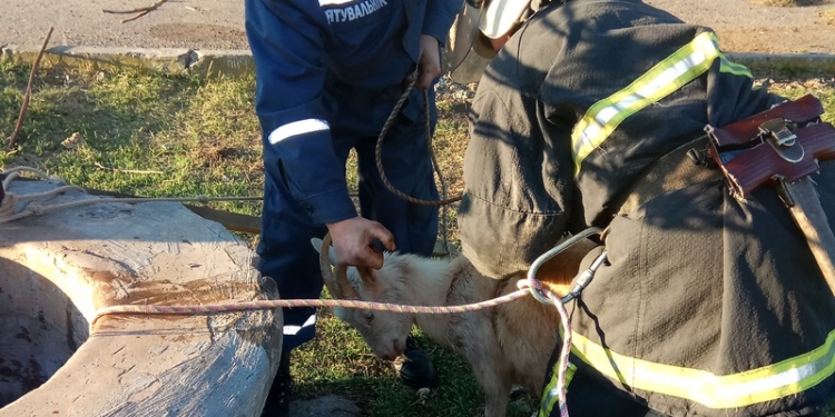 На Николаевщине спасли козу из 10-метрового колодца