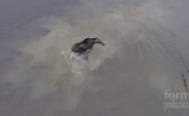 Схватку волка с лосем сняли с дрона