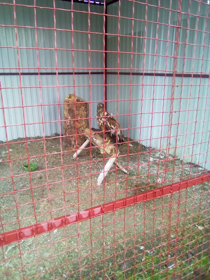 Николаевские «сокольцы» спасли краснокнижного белохвостого орлана – его передали в Николаевский зоопарк 3
