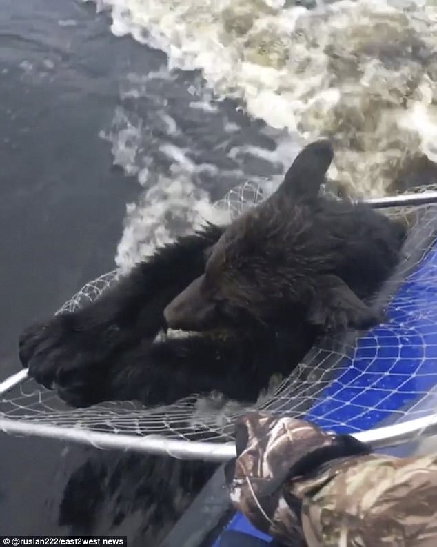 На карельском озере в России рыбаки спасли двух тонущих медвежат 3