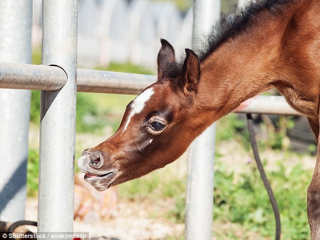 В Америке в результате селекции появились лошади с «мультяшными» мордами – специалисты в ужасе 3