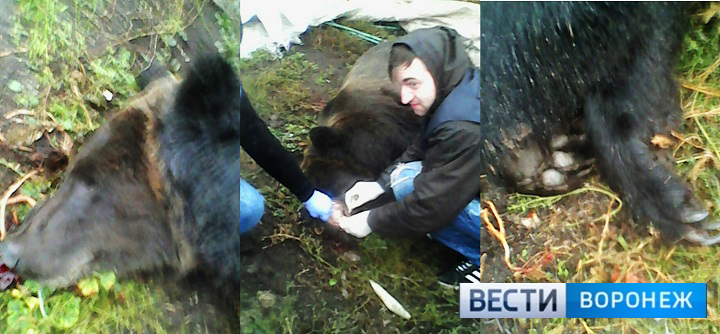 В России из частного зоосада сбежал медведь: погиб посторонний пенсионер, хозяин медведя получил травмы 1