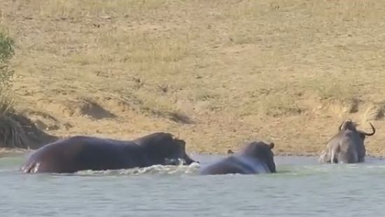 Всегда есть шанс. Обреченную на гибель антилопу спасли от крокодила…бегемоты