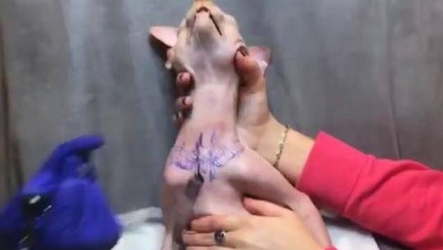 В Чернигове скандал - из-за татуированного кота 5