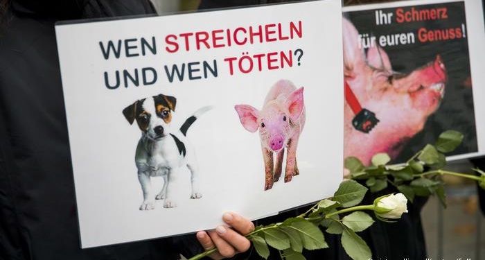 В Швейцарии мясников, публично зарезавших двух свиней с целью возрождения древней традиции, сравнили с боевиками ИГИЛ