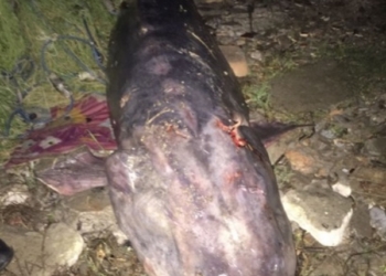 В Одесской области пограничники поймали двух браконьеров со 100-килограммовой краснокнижной белугой