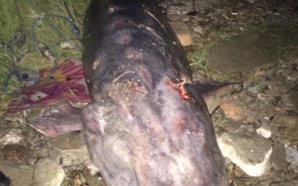 В Одесской области пограничники поймали двух браконьеров со 100-килограммовой краснокнижной белугой