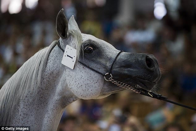 В Америке в результате селекции появились лошади с «мультяшными» мордами – специалисты в ужасе 5