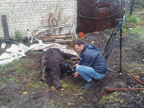 В России из частного зоосада сбежал медведь: погиб посторонний пенсионер, хозяин медведя получил травмы 3