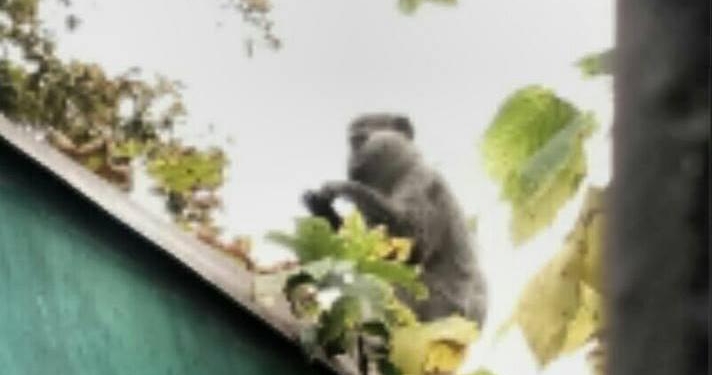 В соседнем Черноморске стая диких зеленых обезьян обносит дачи и огороды. Пока поймали одну