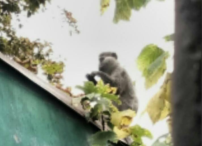 В соседнем Черноморске стая диких зеленых обезьян обносит дачи и огороды. Пока поймали одну 3