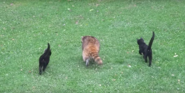 В мире животных. Котята устроились поводырями к слепому еноту – за еду