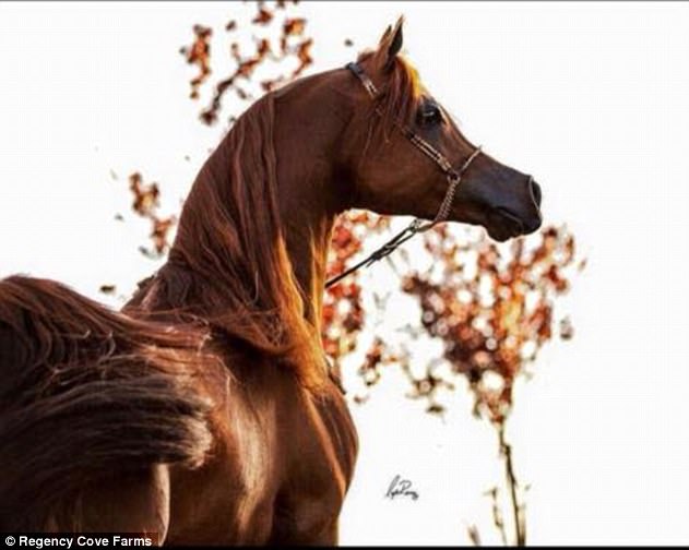 В Америке в результате селекции появились лошади с «мультяшными» мордами – специалисты в ужасе 7