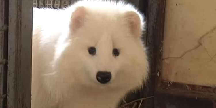 На шапку не пустят. В Харькове спасли единственную в стране белую енотовидную собаку