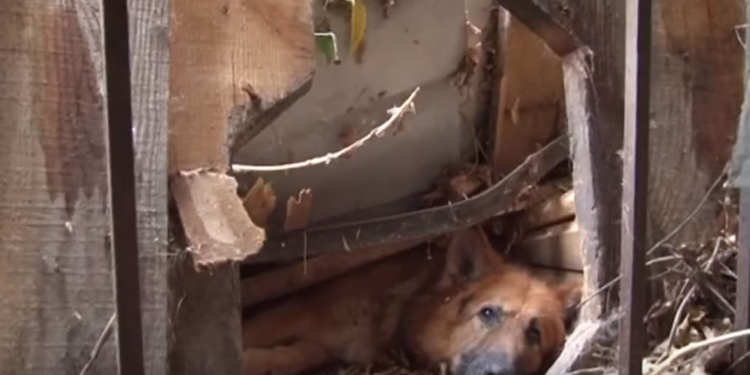 Во Львове после урагана собаку заблокировало упавшее дерево. Спасали все