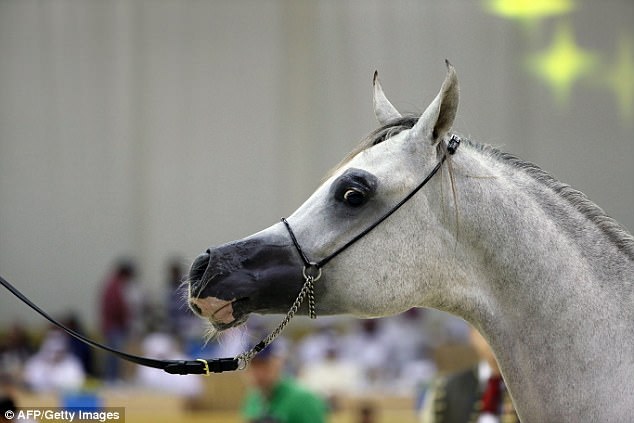 В Америке в результате селекции появились лошади с «мультяшными» мордами – специалисты в ужасе 9