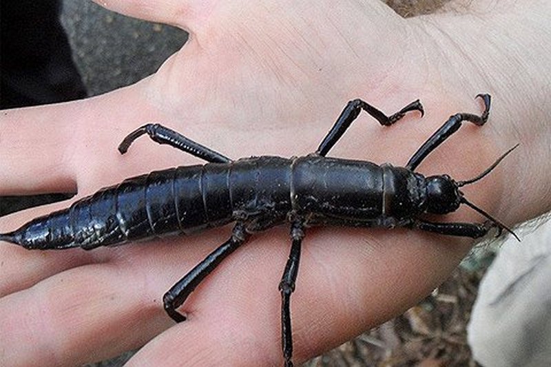 В Австралии учёные нашли насекомое, которое считалось вымершим почти 100 лет 1