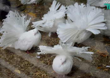 И даже совиный сычик: в Николаеве прошла традиционная ярмарка голубей и декоративных птиц