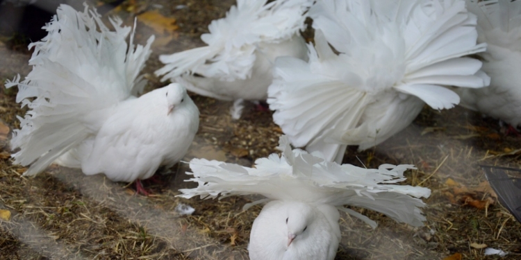 И даже совиный сычик: в Николаеве прошла традиционная ярмарка голубей и декоративных птиц