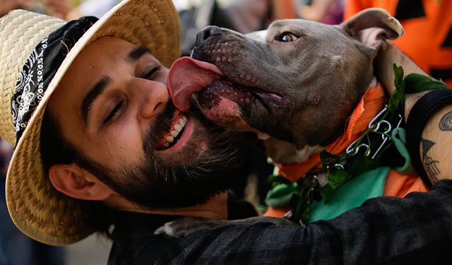 Собачий карнавал прошел в Нью-Йорке – 500 четвероногих праздновали Хэллоуин