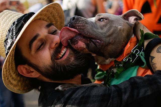 Собачий карнавал прошел в Нью-Йорке - 500 четвероногих праздновали Хэллоуин 3