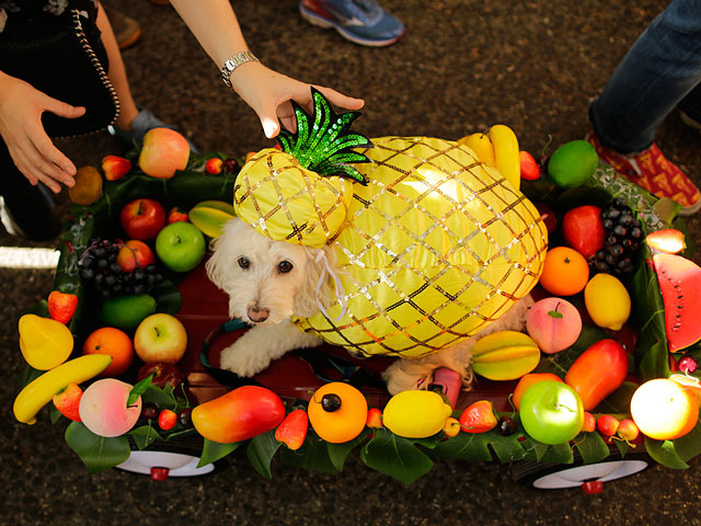 Собачий карнавал прошел в Нью-Йорке - 500 четвероногих праздновали Хэллоуин 9