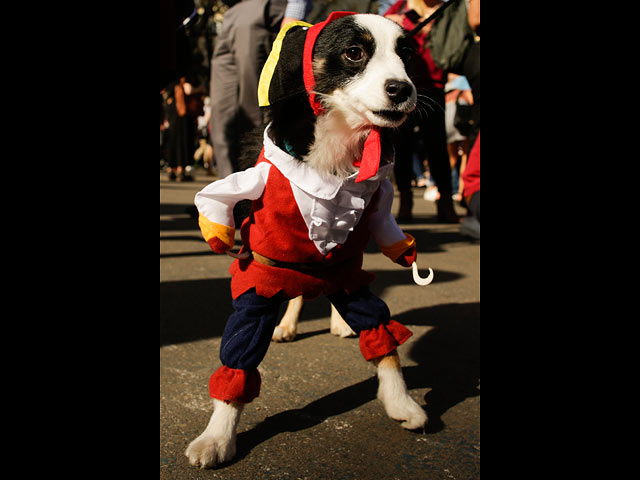 Собачий карнавал прошел в Нью-Йорке - 500 четвероногих праздновали Хэллоуин 11