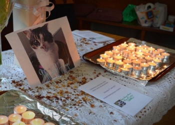 В Англии ищут маньяка, на его счету 370 обезглавленных кошек за 2 года. Жертвами могут стать и женщины
