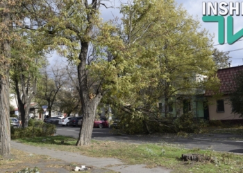 В центре Николаева на дорогу рухнула часть акации – чудом никто не пострадал