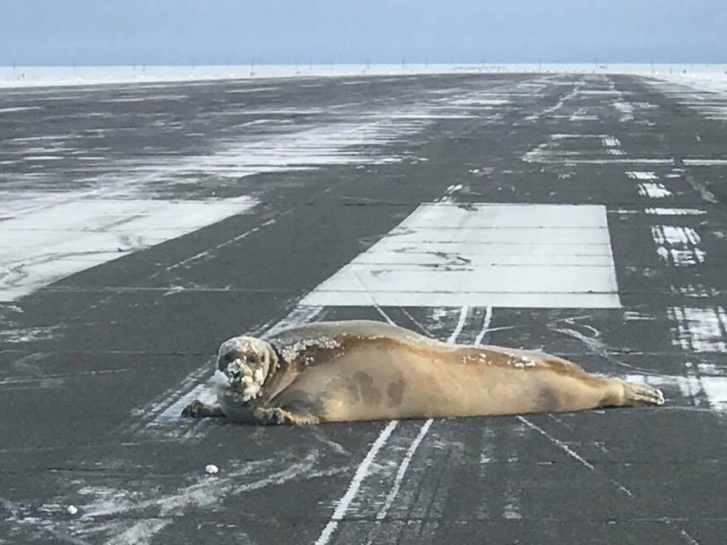 Надуло. В аэропорту на Аляске со взлетной полосы "депортировали" тюленя. Говорят, ветром занесло 1