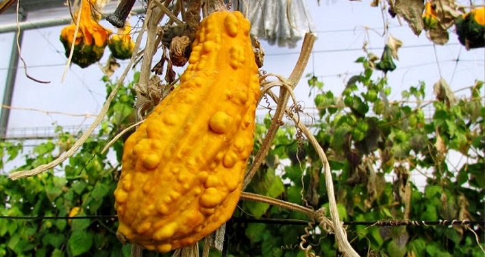 Глобальное потепление “сдвинуло” аграриев Украины на 400 км к югу