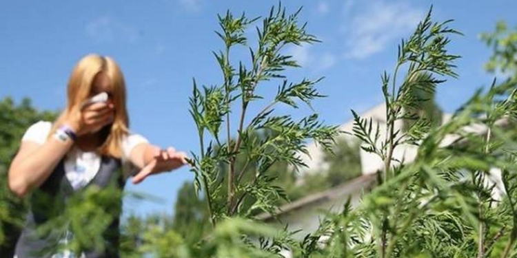 Амброзия и тополя: департамент ЖКХ Николаевского горсовета должен разработать Программу действий по борьбе с аллергенными растениями на 2018 год