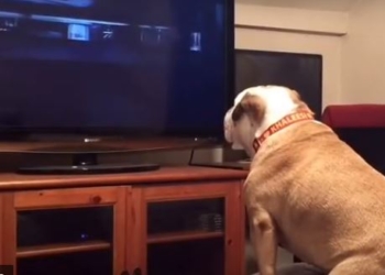 Этот бульдог очень любит смотреть фильмы ужасов и искренне переживает за героев