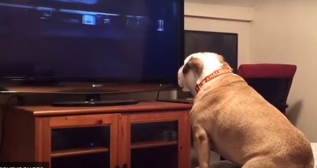 Этот бульдог очень любит смотреть фильмы ужасов и искренне переживает за героев