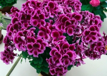 Красиво и полезно. 10 лучших растений для дома и офиса