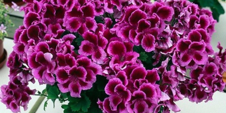 Красиво и полезно. 10 лучших растений для дома и офиса