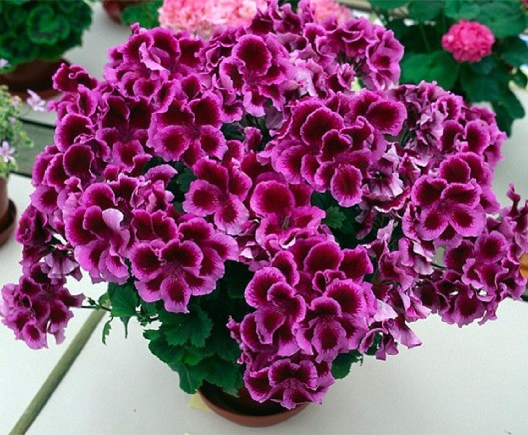 Красиво и полезно. 10 лучших растений для дома и офиса