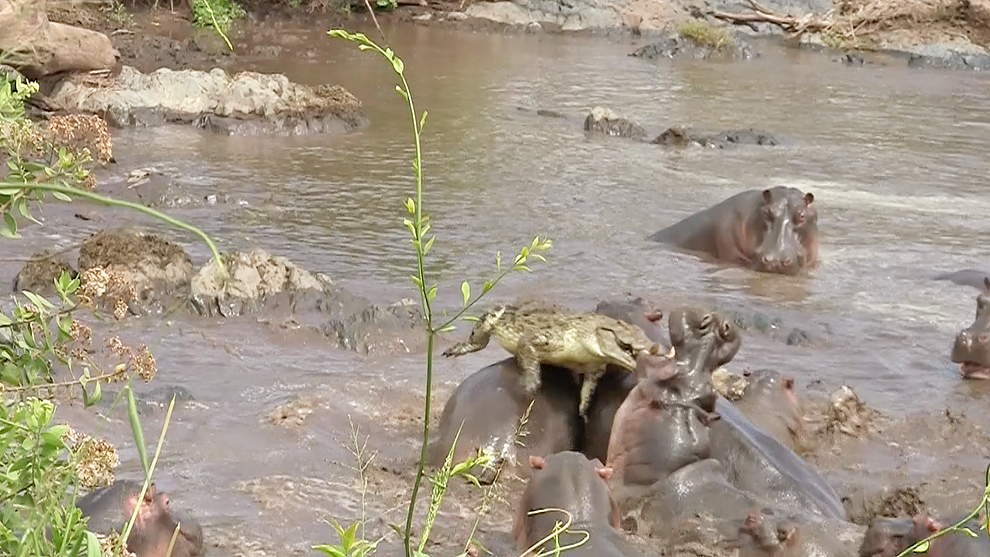 Охота на крокодила и гиппопотама. Африканские водоемы с бегемотами. Пираньи загрызли бегемота.