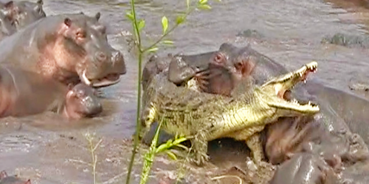 Общественное формирование. В Танзании стадо бегемотов расправилось с крокодилом