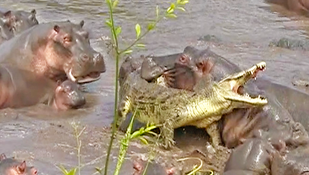 Общественное формирование. В Танзании стадо бегемотов расправилось с крокодилом 7