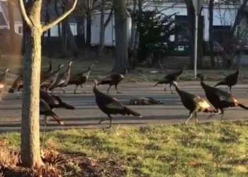 “Банды” диких индюков захватывают в США город за городом: они уже стали проблемой для Бостона