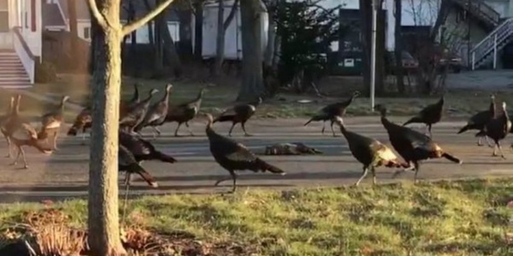 “Банды” диких индюков захватывают в США город за городом: они уже стали проблемой для Бостона