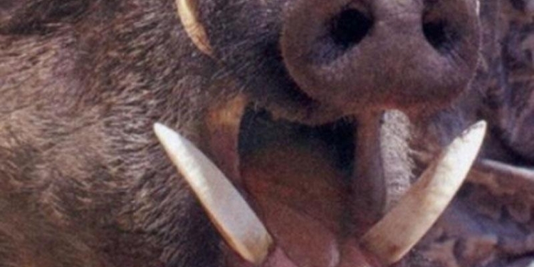 Жителей немецкого города Хайде атаковали дикие кабаны