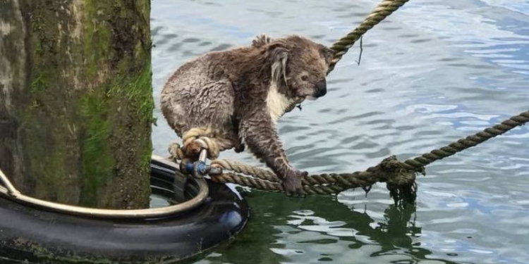 Австралийской береговой охране пришлось спасать коалу, заплывшую далеко в море
