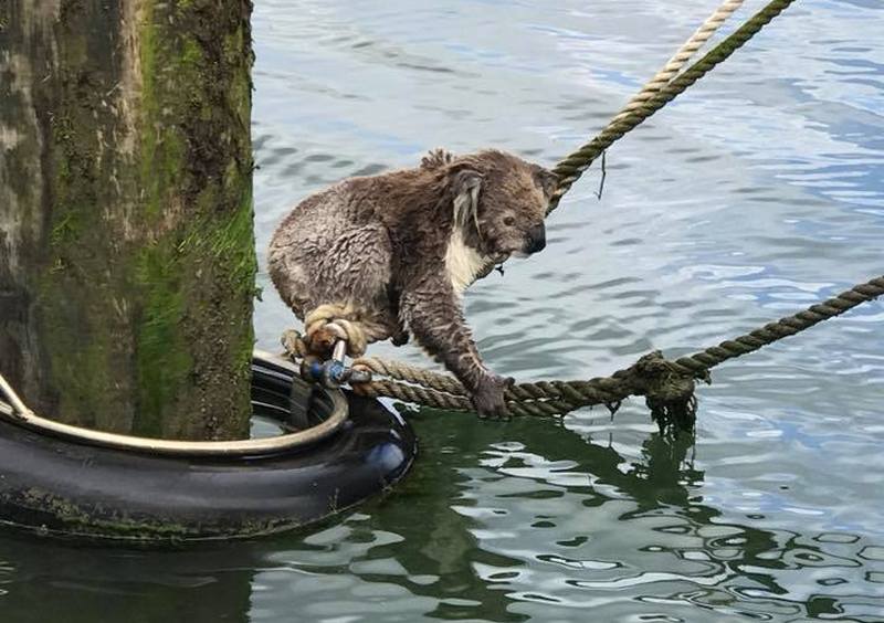 Австралийской береговой охране пришлось спасать коалу, заплывшую далеко в море 1