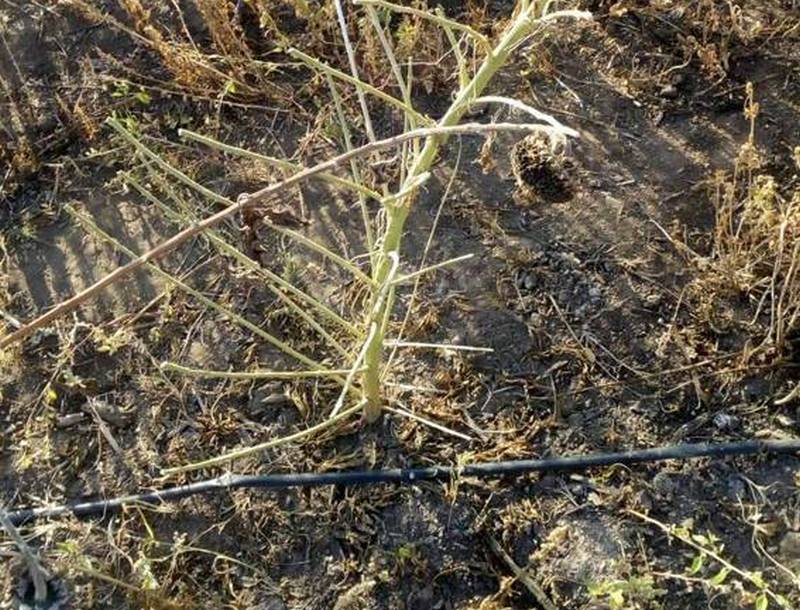 На Николаевщине у фермера нашли плантацию конопли и запас марихуаны на миллион 1