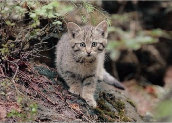 15 животных Украины, которых мы можем больше не встретить в природе