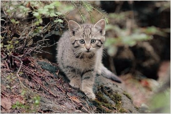 15 животных Украины, которых мы можем больше не встретить в природе
