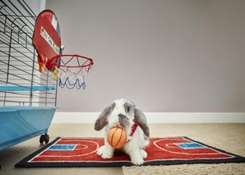 Это не только мех: израильский кролик попал в Книгу рекордов Гиннеcса как самый меткий баскетболист