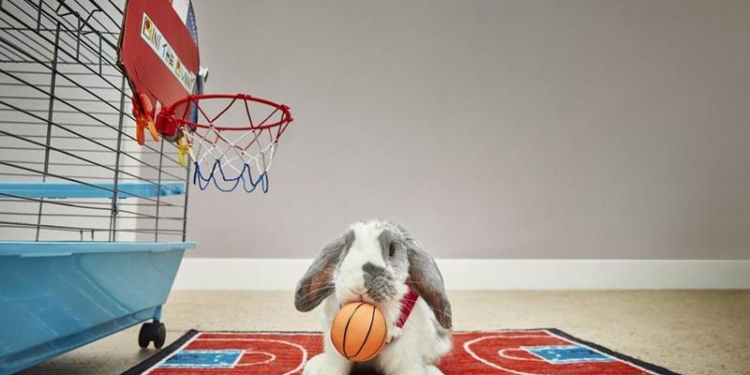 Это не только мех: израильский кролик попал в Книгу рекордов Гиннеcса как самый меткий баскетболист